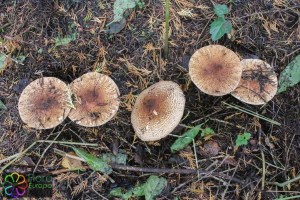 Lepiota aspera_LR.jpg